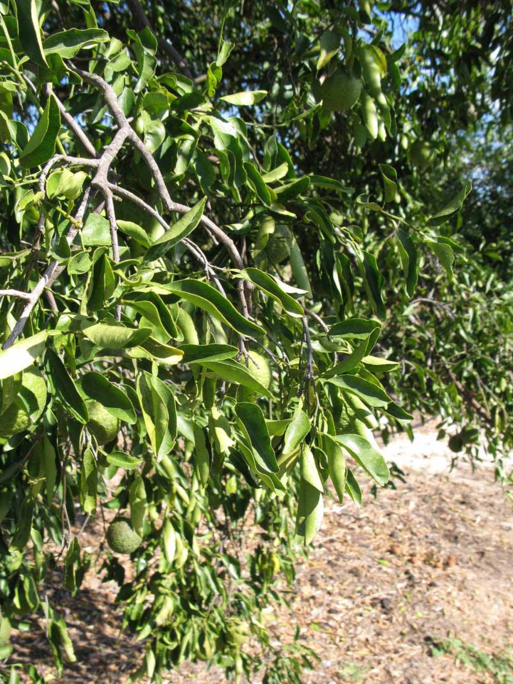            Sun leaves (Winter Haven, FL)   